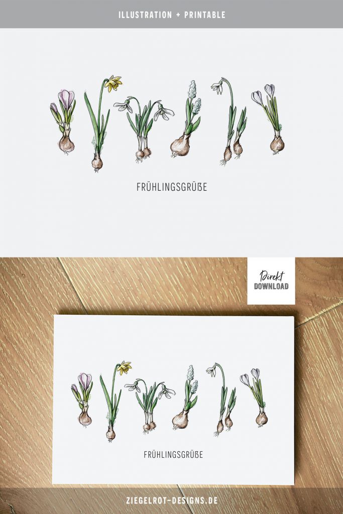 Printable für Klappkarte mit Blumenzwiebeln und Schriftzug Frühlingsgrüße